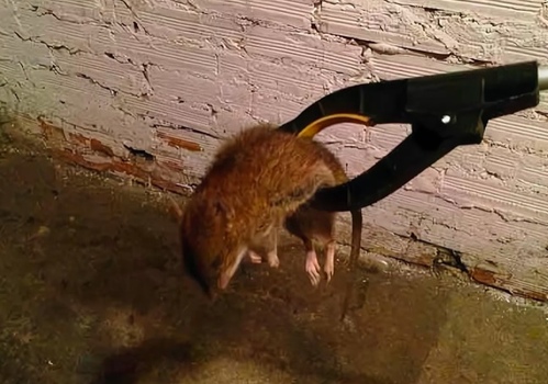 Уничтожение мышей на даче